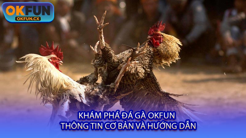 Khám Phá Đá Gà OKFUN - Thông Tin Cơ Bản Và Hướng Dẫn